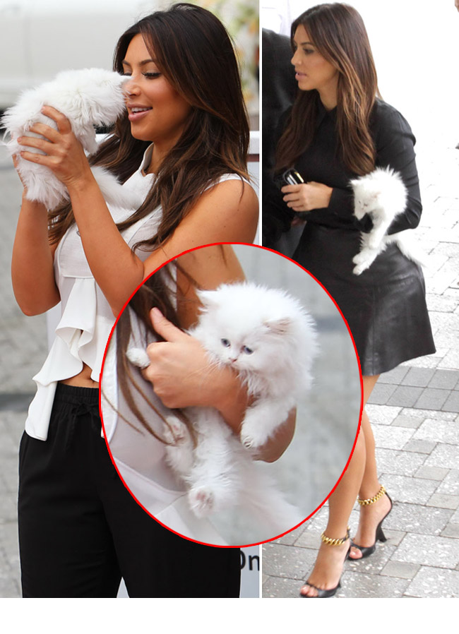 Familia Kardashian are un nou membru...si e de departe cel mai simpatic! Iata pisicuta adorabila care le eclipseaza pe Kim Co