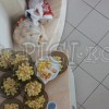 IMG_1655 copy