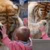 tigru-bebe-zoo tigru-bebe-zoo