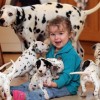 dalmatieni-copil-uk dalmatieni-copil-uk