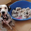 dalmatieni-copil-uk2 dalmatieni-copil-uk2