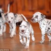 dalmatieni-copil-uk3 dalmatieni-copil-uk3