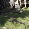 robert-irwin-aligatori robert-irwin-aligatori
