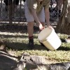 robert-irwin-aligatori2 robert-irwin-aligatori2