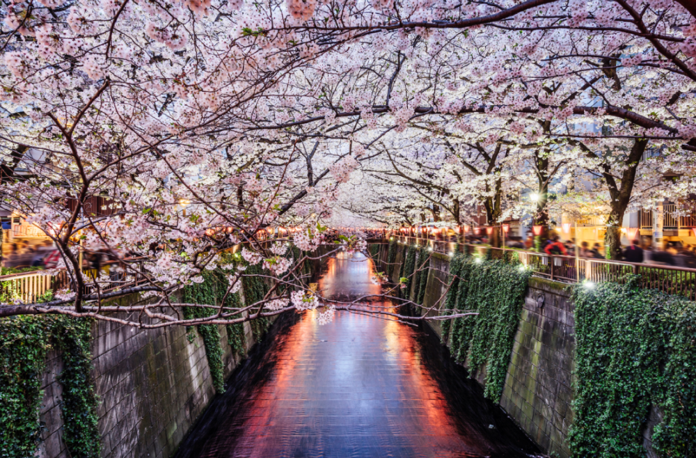 Cireșii înfloriți din Japonia. Unul dintre cele mai frumoase ...